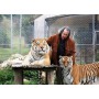 Spectacle avec tigre - Tigresse - Fauve