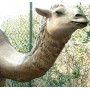 location-dromadaire-geant-resine-1.90m-2.50m-decoration-oriental-lyon-maghreb-arabe-1001-nuit-desert-animaux