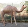 location-dromadaire-geant-resine-1.90m-2.50m-decoration-oriental-lyon-maghreb-arabe-1001-nuit-desert-animaux