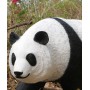location-panda-geant-grandeur-nature-ours-decoration-noir-et-blanc-lyon-animaux-foret-aisiatique-chine.jpg
