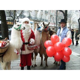 Père Noël avec des Lamas - Animation Noël originale à Lyon