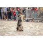 spectacle-animalier-animaux-parade-moutons-deambulation-comediens-chien-animation-rurale-bergerie