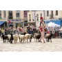 spectacle-animalier-animaux-parade-moutons-deambulation-comediens-chien-animation-rurale-bergerie