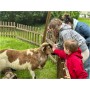 spectacle-animalier-animaux-parade-moutons-deambulation-comediens-chien-animation-rurale-bergerie