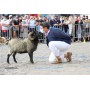 spectacle-animalier-animaux-parade-moutons-deambulation-comediens-chien-animation-rurale-bergerie
