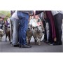 spectacle-animalier-animaux-parade-moutons-deambulation-comediens-chien-animation-rurale-bergerie