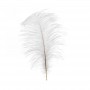Plumes d'Autruche