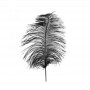 Plumes d'Autruche