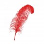 Plumes d'Autruche