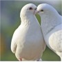 colombes-a-vendre-sur-lyon-vente-de-colombes-blanches-oiseaux