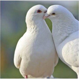 colombes-a-vendre-sur-lyon-vente-de-colombes-blanches-oiseaux