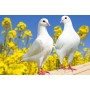 colombes-a-vendre-sur-lyon-vente-de-colombes-blanches-oiseaux