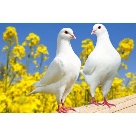 colombes-a-vendre-sur-lyon-vente-de-colombes-blanches-oiseaux