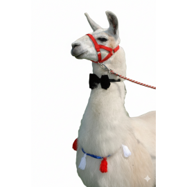 Animation avec Lama - Location Alpaga Lyon