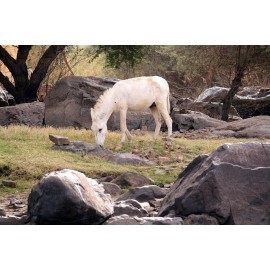 location-ane-pour-soirée à thème-lyon-évènementielle - Animation originale 