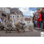 Spectacle de rue avec des oies - chien - Oiseaux - Anatidé - 