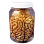 Cerveau qui baigne dans un pot - Location decoration Halloween Lyon - Thème médical